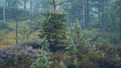 an enchanted dark forest shrouded in mystery after the rain