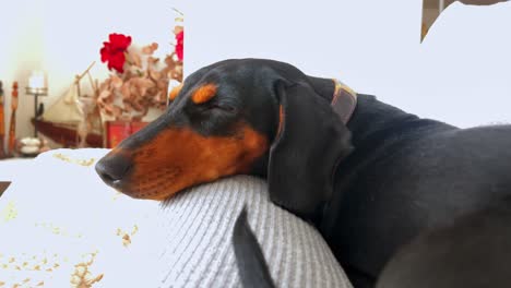 sleeping black and tan dachshund on cozy home sofa