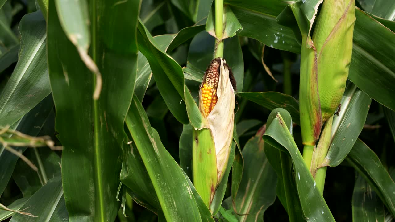 Close-up of Corn Growing in a Field