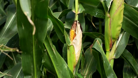 close-up of corn growing in a field