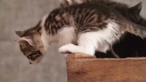 curious kittens trying to climb out of a wooden box