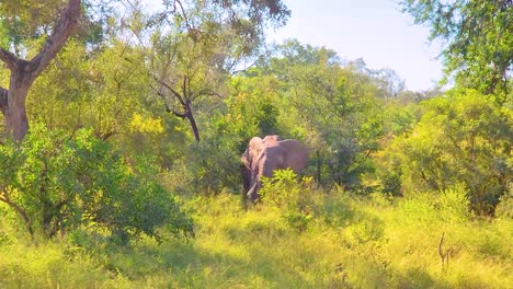 a wild elephant eats leaves in kruger national park, south africa.