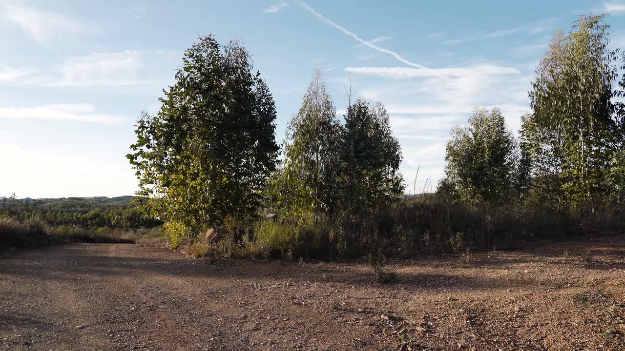 Close up view of a quiet eucalyptus grove stands among dry fields, with soft sunlight touching the leaves and creating a warm, relaxing atmosphere filled with natural textures