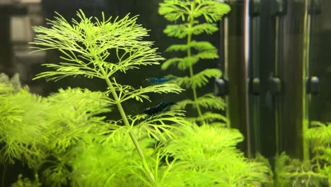 Camarones-Azules-Nadando-En-Un-Pequeño-Acuario-En-Plantas-Acuáticas