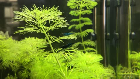 camarones azules nadando en un pequeño acuario en plantas acuáticas