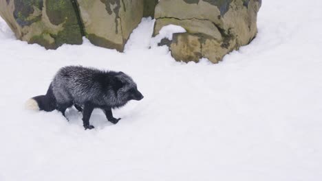 red and black foxes in the snow, fighting over territory, miyagi japan