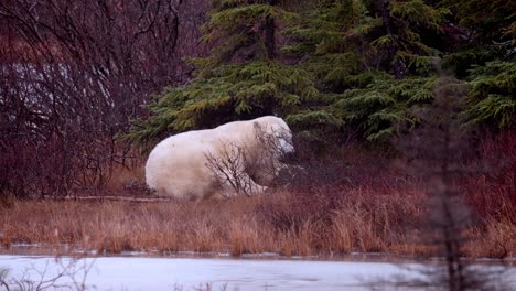 Ein-Eisbär-Sitzt-Und-Wartet-Auf-Den-Winterfrost-Zwischen-Den-Subarktischen-Büschen-Und-Bäumen-Von-Churchill,-Manitoba