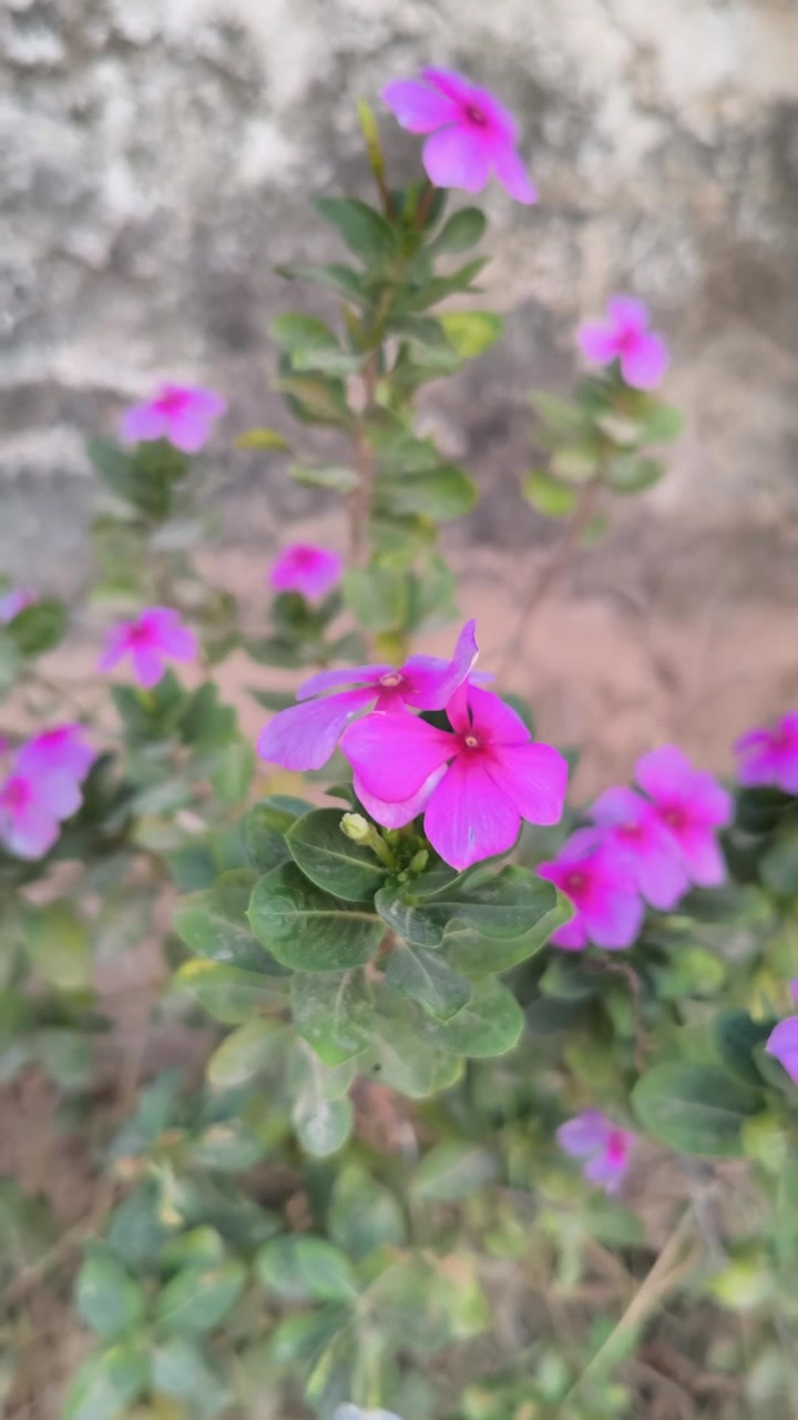 Vibrant Pink Periwinkle Flowers Blooming in a Garden