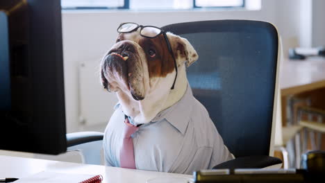 Bulldog-Británico-Trabajando-En-La-Oficina-Mirando-La-Pantalla-De-La-Computadora