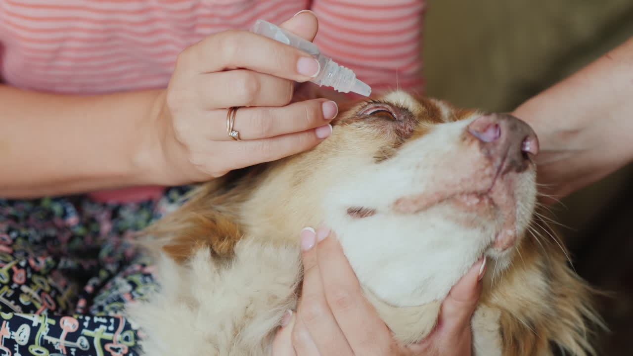 조수가 있는 수의사는 양치기의 눈을 묻고 눈의 염증을 치료합니다
