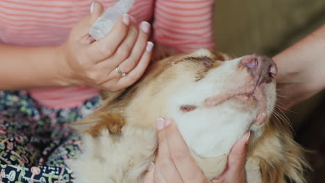 veterinarian with an assistant bury the eyes of a shepherd treat inflammation in the eye