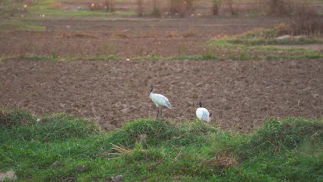 Par-De-Ibis-De-Cabeza-Negra-O-Threskiornis-Melanocephalus-O-Ibis-Blanco-Oriental-En-Un-Campo-De-Cultivo-De-La-India