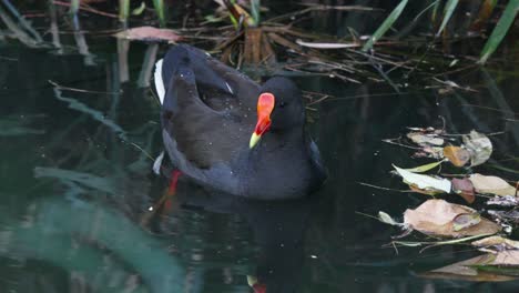 oscuro moorhen primer plano en cámara lenta filmado en un estanque