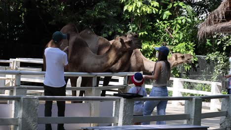 two people feeding a camel over a fence