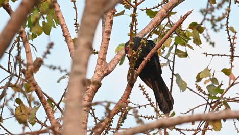 Visto-Encaramado-En-Ramas-Desnudas-En-Verano,-Levanta-La-Cabeza-Para-Estirarse-Y-Acicalarse-Las-Plumas-De-La-Espalda,-Koel-Asiático,-Eudynamys-Scolopaceus,-Macho,-Tailandia