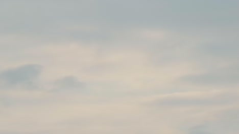 silhouette of prey bird flying against sunset sky