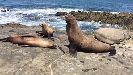 seals living and playing on the pacific ocean rocks, la jolla, san diego, california