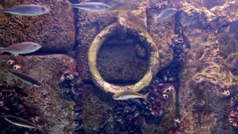 ancla bajo el agua fondo inundado viejo muelle pared de piedra peces - moluscos textura adherida