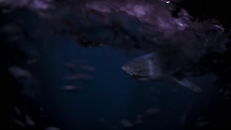 Great-White-Shark-at-night-Neptune-Islands-South-Australia-4k-75fps