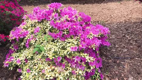 a beautiful flowering purple, magenta rhododendron bush