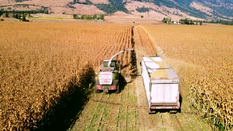 siga la toma de vehículos agrícolas recolectando maíz durante la temporada de cosecha