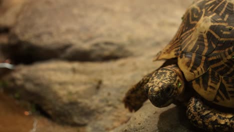 indian star tortoise moving on rocky surface