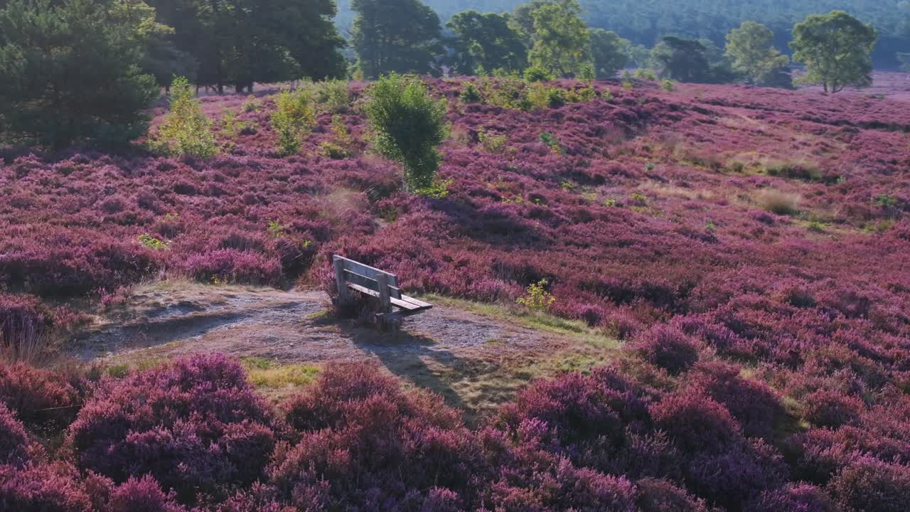 Heather Landscape with Bench