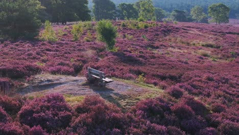 heather landscape with bench
