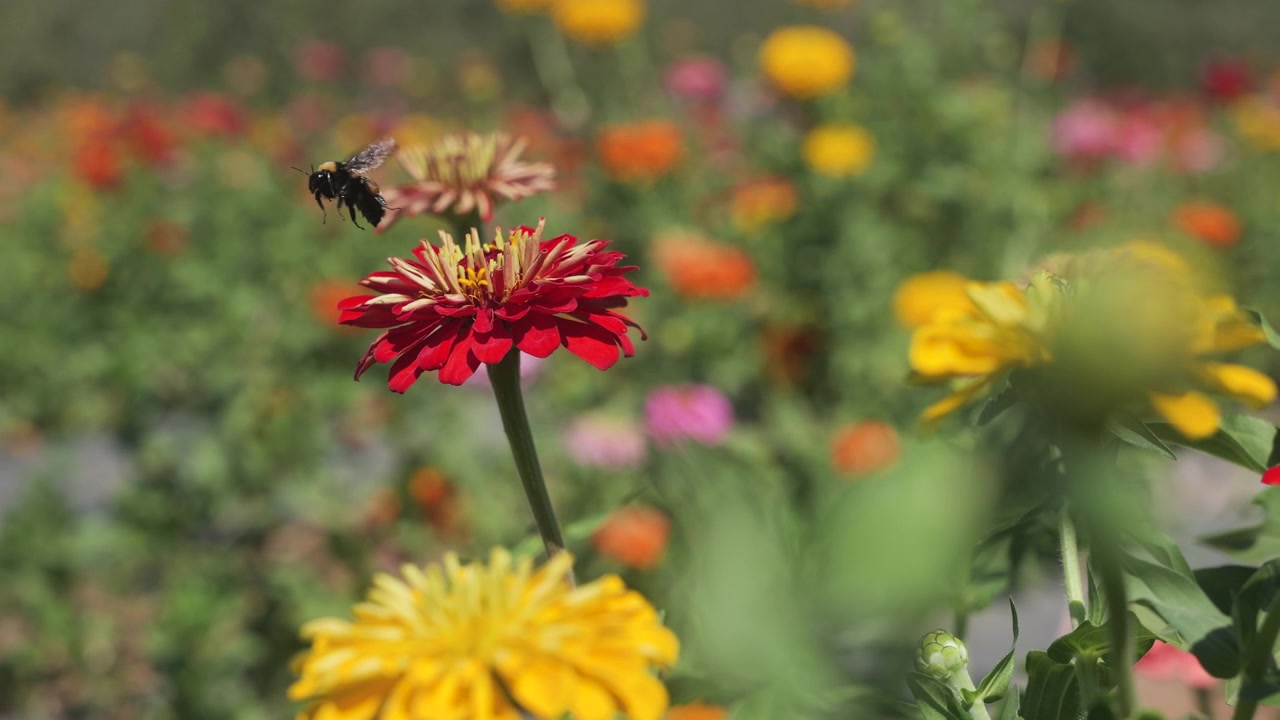 A bumble bee collects pollen from a red zinnia flower in a flowerbed full of colorful flowers