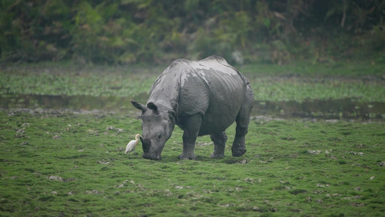 Un maestoso rinoceronte indiano pascola nelle lussureggianti zone umide verdi di Kaziranga con un airone bianco nelle vicinanze. Autentica scena di fauna selvatica in India.