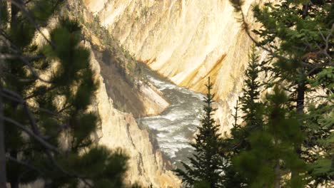 wide shot of yellowstone river in between green trees in summer