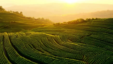 aerial view of a beautiful tea plantation landscape