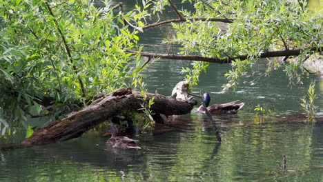 patos nadando en el agua y buceando después de la comida