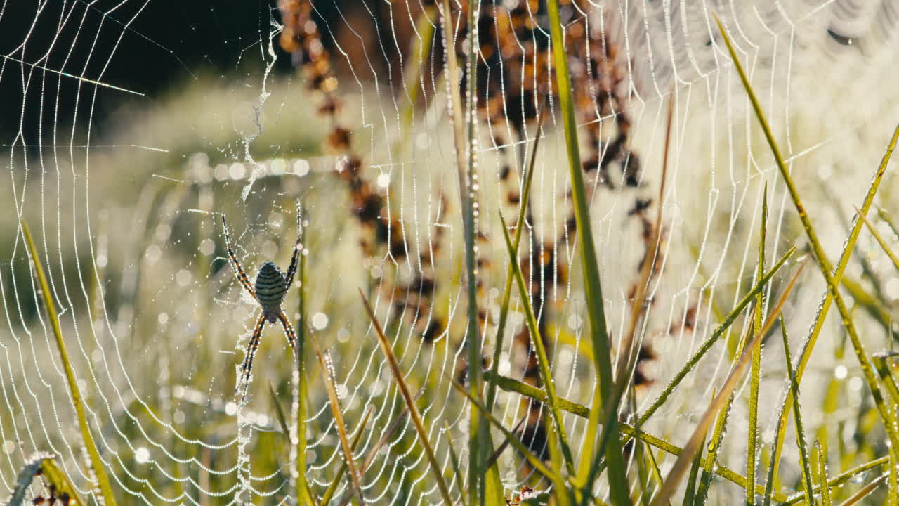 araña de jardín con bandas brillantes y red cubierta de rocío matutino en un campo de hierba durante el amanecer, disparo medio, estático