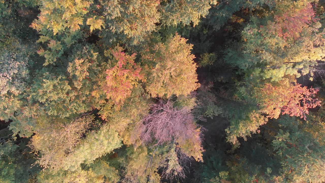 아름다운 가을색으로 숲을 공중 축소
