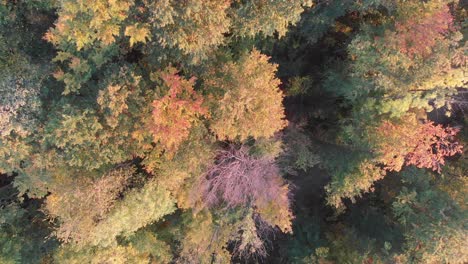 Aerial-zoom-out-of-a-forest-in-beautiful-fall-colors