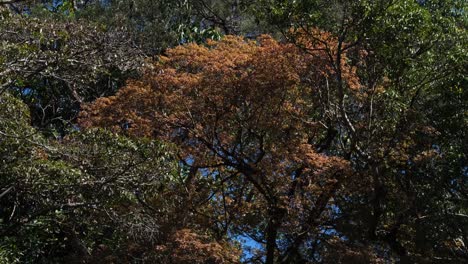 A-Verkleinern-Sie-Diese-Bäume-Und-Den-Blauen-Himmel-Im-Hintergrund,-Thailand