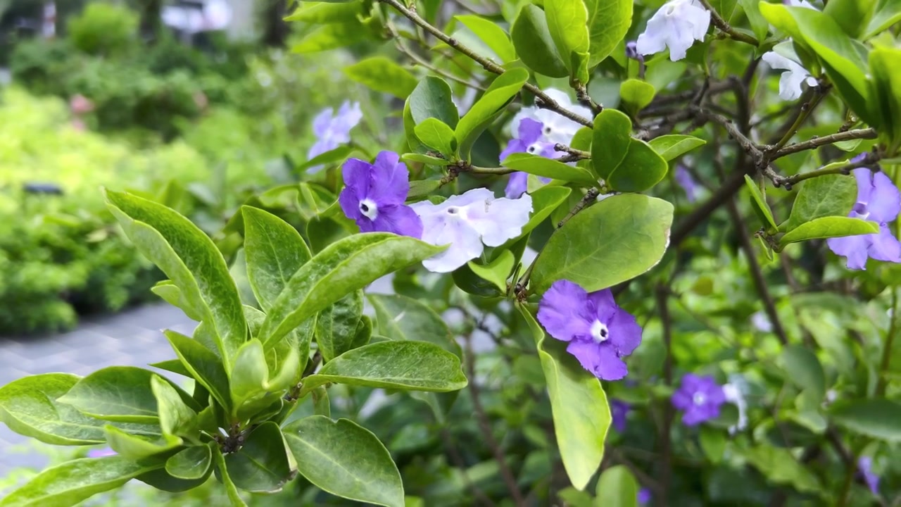 Close-up de flores de Brunfelsia Pauciflora florescendo em um jardim.