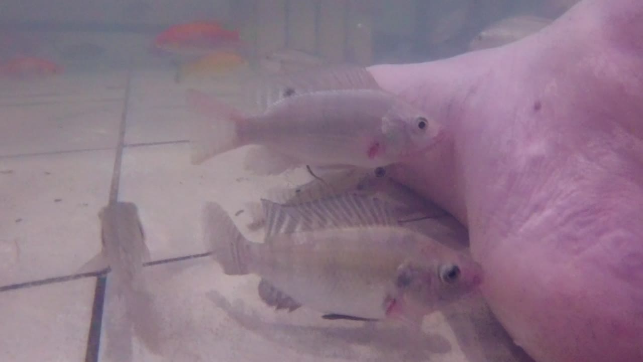 Large fish eating dead skin on right foot slow motion Yilan Taiwan Asia