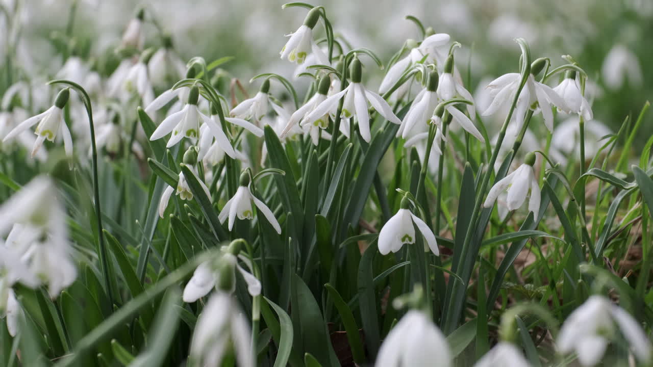 Un letto di bucaneve di un bianco puro in un giardino nel Worcestershire, Inghilterra, in una giornata ventosa