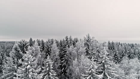 Gefroren-Wie-Toter-Kiefernwald,-Weihnachten,-Kalter-Winter,-Antenne