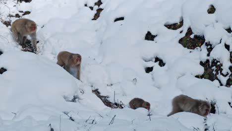 a large group of snow monkeys moves together as they descend the snowy slopes of a mountain in jigokudani, japan.