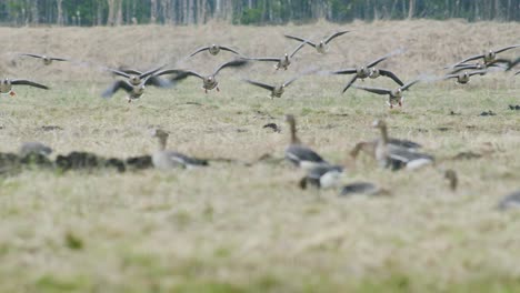 white-fronted geese flock in flight over dry grass meadow field during spring migration