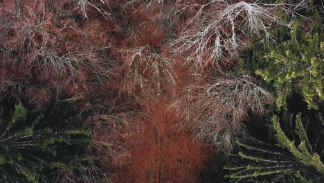 Bird's-eye-view-of-hikers-walking-along-a-pine-forest-with-fallen-amber-leaves-path-during-autumn