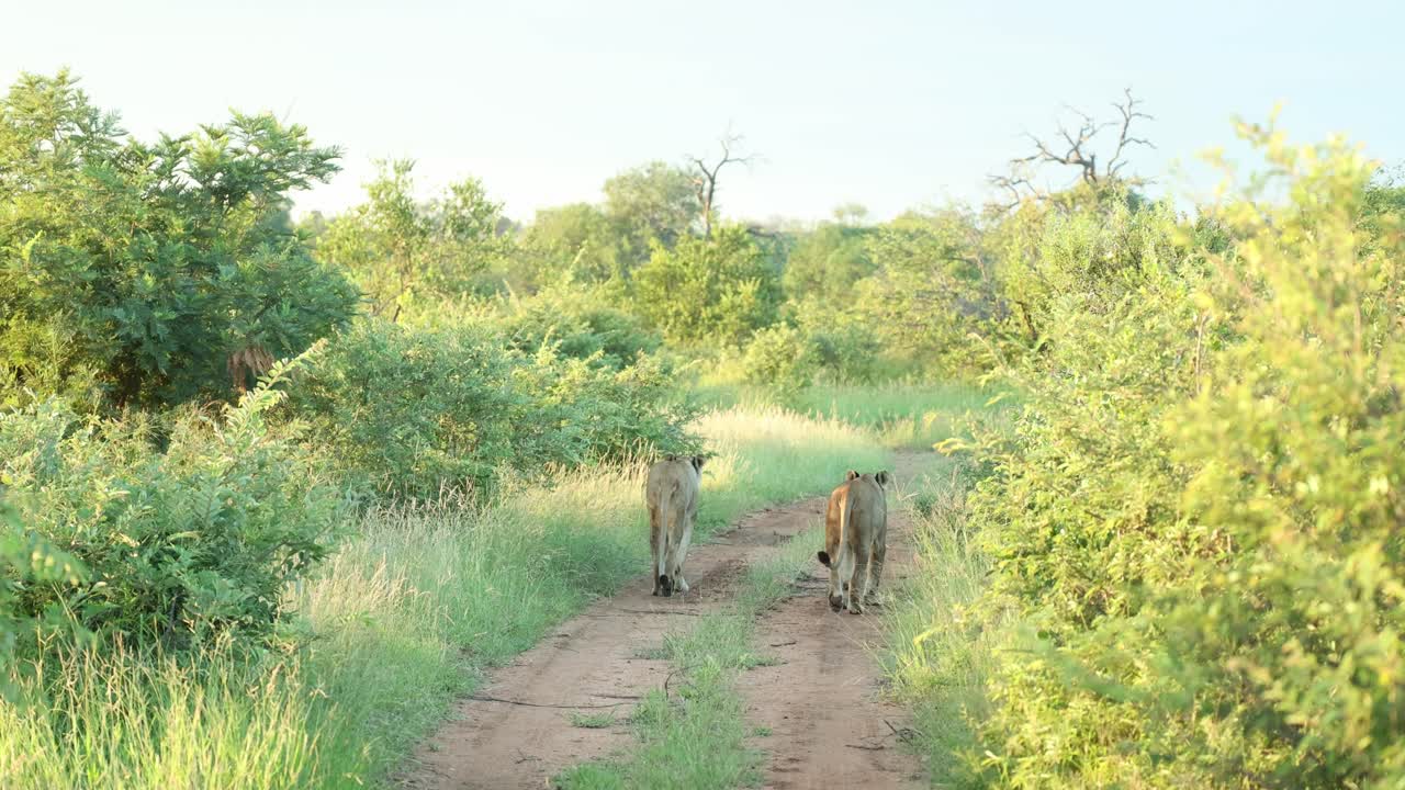 Wide shot of two lionesses' backsides walking down a two track road in the African bush in the Greater Kruger
