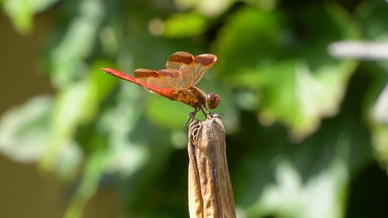 petardo skimmer libélula roja aterrizando en la planta seca de podredumbre y dando la vuelta, corea del sur, ciudad de geumsan, primer plano en tiempo real