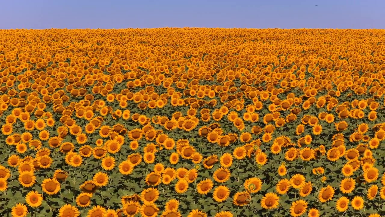 Vista aerea con drone di un vasto campo di girasoli che si estende fino all'orizzonte sotto un cielo azzurro limpido, mostrando crescita e abbondanza. Moldavia.