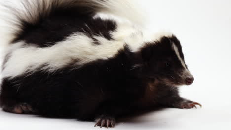 skunk mira a su alrededor con curiosidad, aislado en fondo blanco