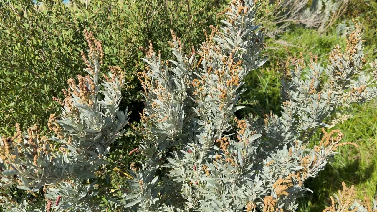 Native Australian saltbush shrub gently sways in sunlight, silver foliage contrasts with green background