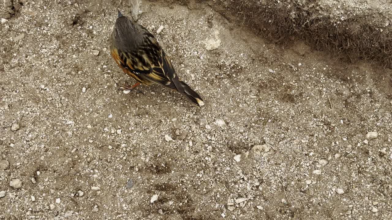 A beautiful Himalayan bird perches on a rock along the Everest Base Camp trekking trail, showcasing the region's rich and resilient high-altitude wildlife amid the stunning mountain backdrop of Nepal.